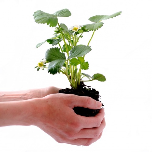 Kennenlernen mit Kaffee und Kuchen und ggf. Pflanzentauschb&ouml;rse